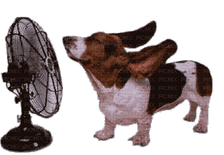 Floppy Eared Dog - GIF animado grátis