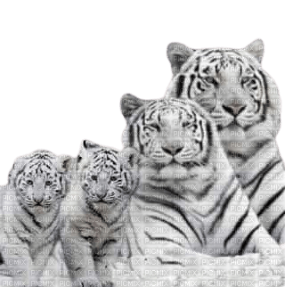 Tigre blanc - zdarma png