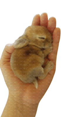bunny hare hasen lièvre hand animal animals  tube sweet   easter - ilmainen png
