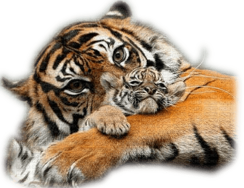 tigre - kostenlos png