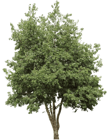 Baum - δωρεάν png