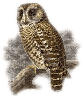 chouette/owl - 免费PNG