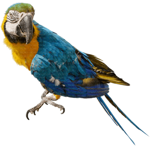 Kaz_Creations Parrot Bird - bezmaksas png