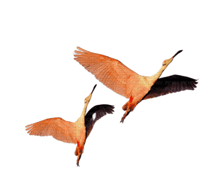 Фламинго - png grátis