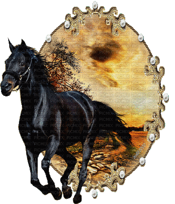 horse cheval - Gratis animeret GIF