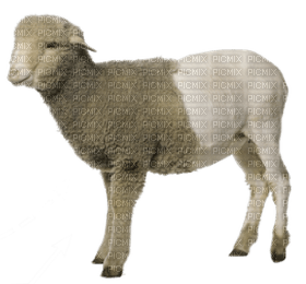 Kaz_Creations Sheep - бесплатно png
