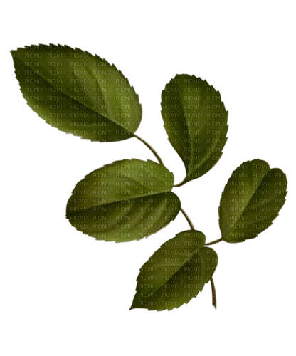 leaf - png ฟรี