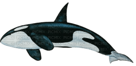 Kaz_Creations Whale - PNG gratuit