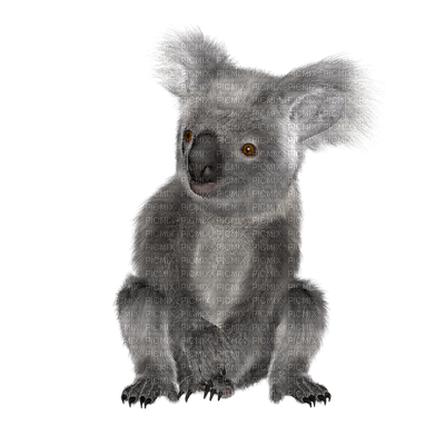 koala bear - бесплатно png