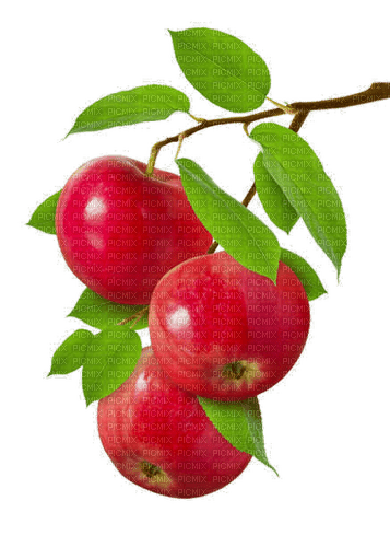 Apples.Branch.branche.Pommes.Victoriabea - png ฟรี