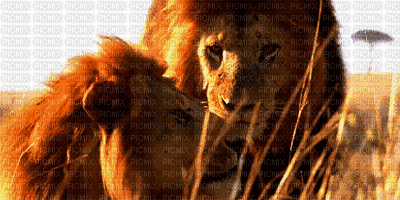 lion gif - Бесплатный анимированный гифка