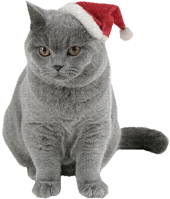 Kaz_Creations  Cats Cat Kittens Kitten Christmas - Gratis geanimeerde GIF