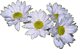 Frühling, Blumen - Bezmaksas animēts GIF