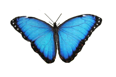 Papillon - png ฟรี