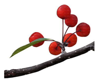 Tube branche fruitier - darmowe png