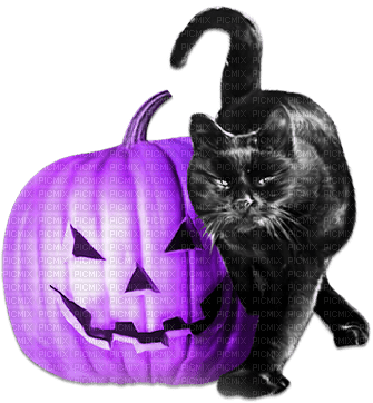 soave halloween deco animals pumpkin cat - png gratuito