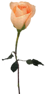 ruža - бесплатно png