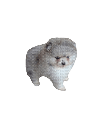 Pomeranian - gratis png