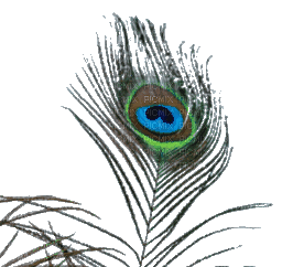 Peacock feather - Безплатен анимиран GIF