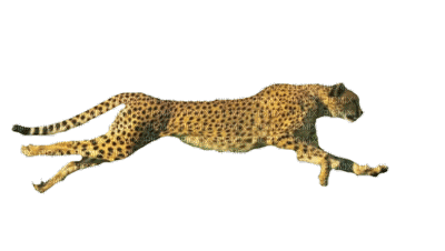 cheetah bp - GIF เคลื่อนไหวฟรี
