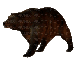 brown bear bp - GIF animado gratis
