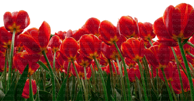 tulipe.Cheyenne63 - бесплатно png