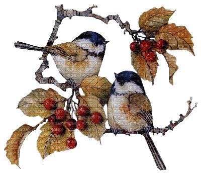 птицы - Безплатен анимиран GIF