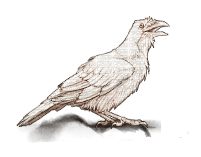 White Raven-TUBE by RAVENSONG - Free PNG