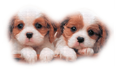 Tube chien - Free PNG