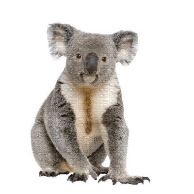 Australia animals koala bp - png gratuito