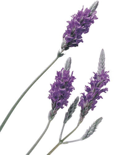 lavender Bb2 - фрее пнг