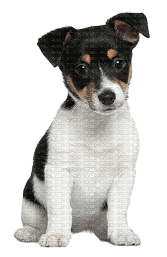 Hond - PNG gratuit