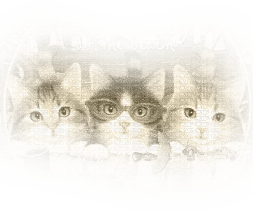 cats ftards sm3 - ilmainen png