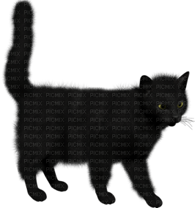LOVE OF CATS -ESME4EVA2023 - ücretsiz png