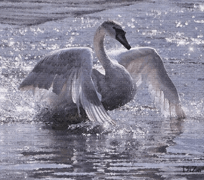 Swan - Bezmaksas animēts GIF