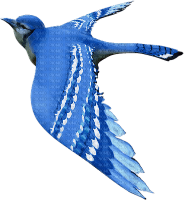 Kaz_Creations  Birds Bird - PNG gratuit