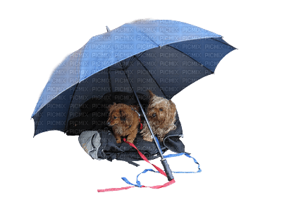 dogs- umbrella-rain - bezmaksas png