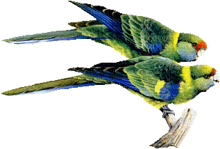oiseaux bird - Gratis geanimeerde GIF