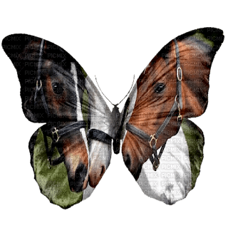 Papillon motif cheval - gratis png