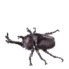 Hercules Beetle - Бесплатный анимированный гифка