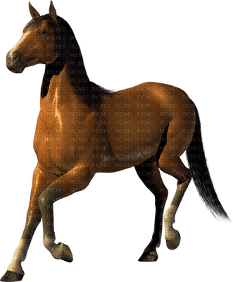 Chestnut Horse - ingyenes png