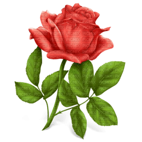 Kaz_Creations Deco Flowers Roses Flower Rose - 免费PNG