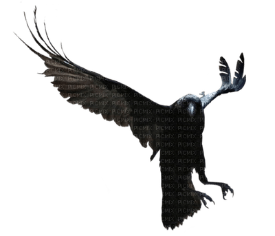 Ravens - безплатен png