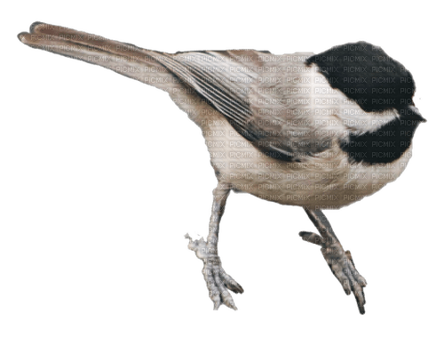 AVES - bezmaksas png