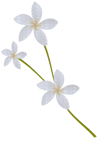dolceluna white flowers flower - бесплатно png