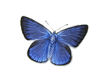 Kaz_Creations Butterfly Blue - PNG gratuit