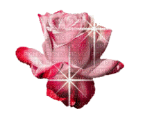 PINK ROSA - Gratis geanimeerde GIF
