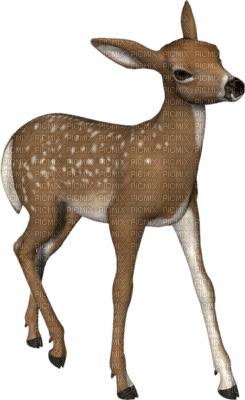 Bambi - δωρεάν png