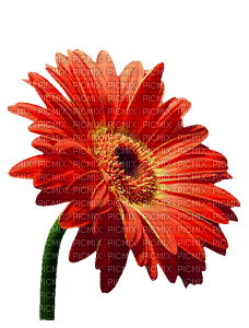 Kwiaty gerber - darmowe png