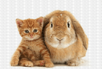 chat et lapin - png grátis